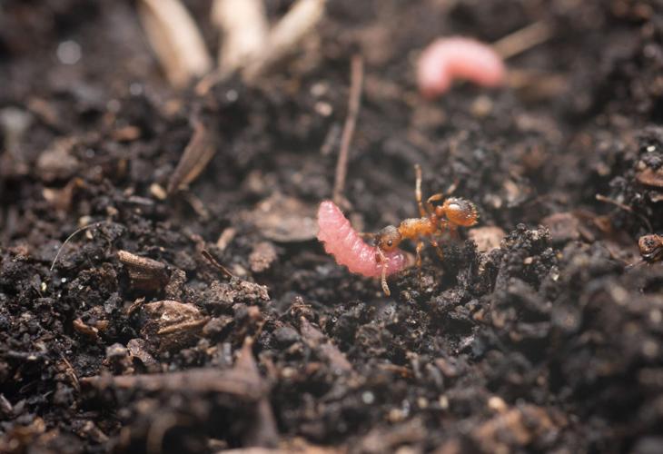 Caterpillars “drum” to communicate with ants, reveals new research