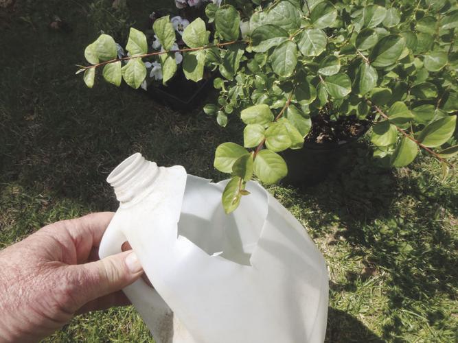 06-20 HOME Catch Japanese beetles with a milk jug and soapy water .jpg