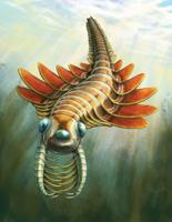 Newly identified three-eyed ‘sea-moth’ lived 506 million years ago