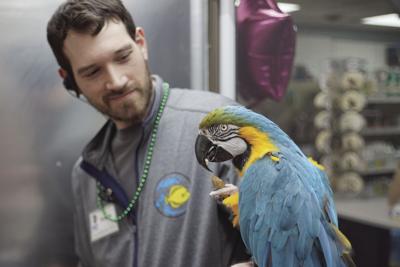 03-26MaxineMacaw
