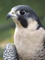 Up Close to Animals presentations offer a chance to meet a variety of animals