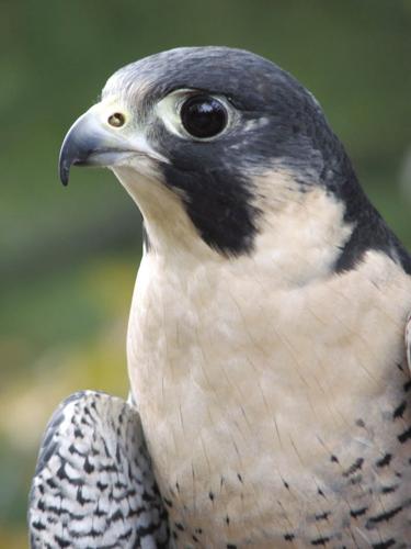 peregrine falcon