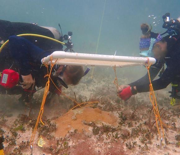 Underwater umbrellas could protect coral reefs from heat damage