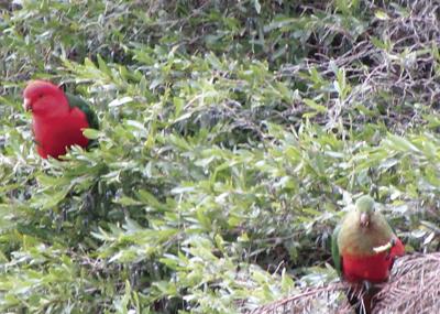 Australian King Parrots