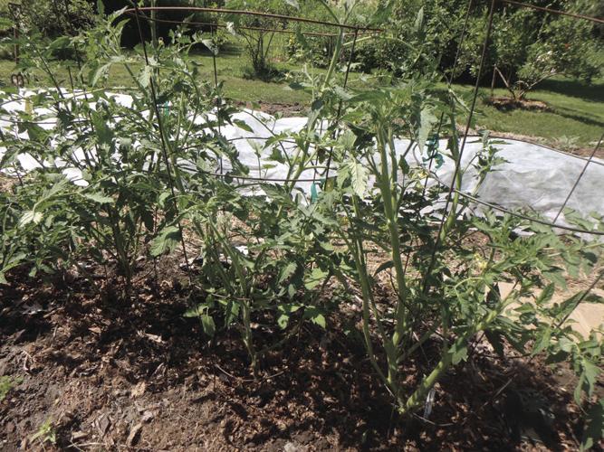 05-02 HOME Tomatoes benefit from a little slow-release organic fertilizer at planting time..jpg