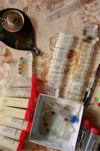 Yoghurt made with ANTS served at Michelin-starred restaurant