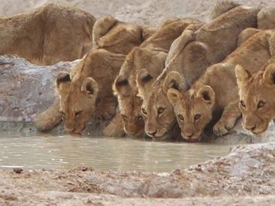 lionz_featured