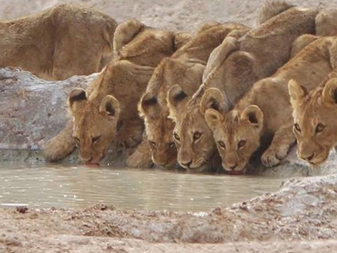 lionz_featured