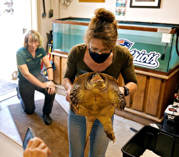Turtle re-homed after 24 years at Camaro Heaven | Local News |  