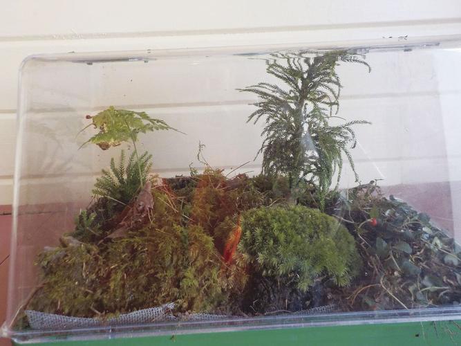 terranium