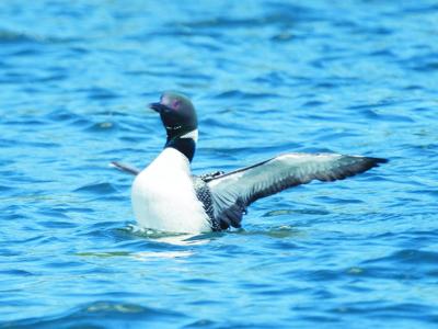 loon day