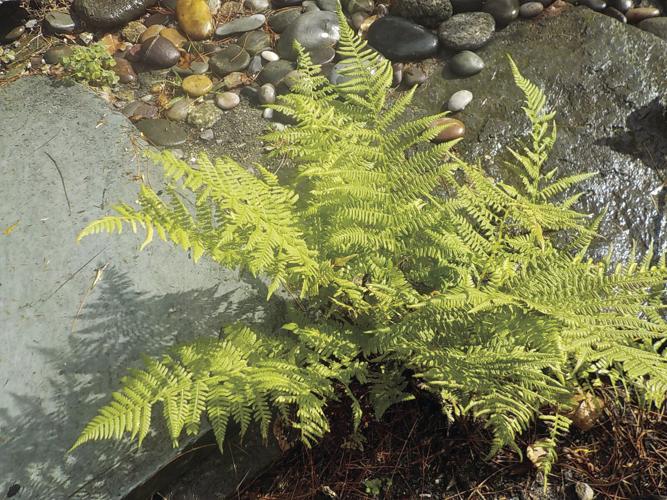 Ferns
