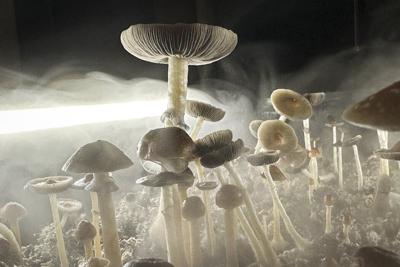 This isn't the first time psilocybin-laced products have been found in Denver.