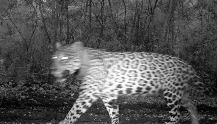Jaguars recorded meowing in wild for first time