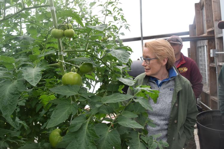 Tomatoes