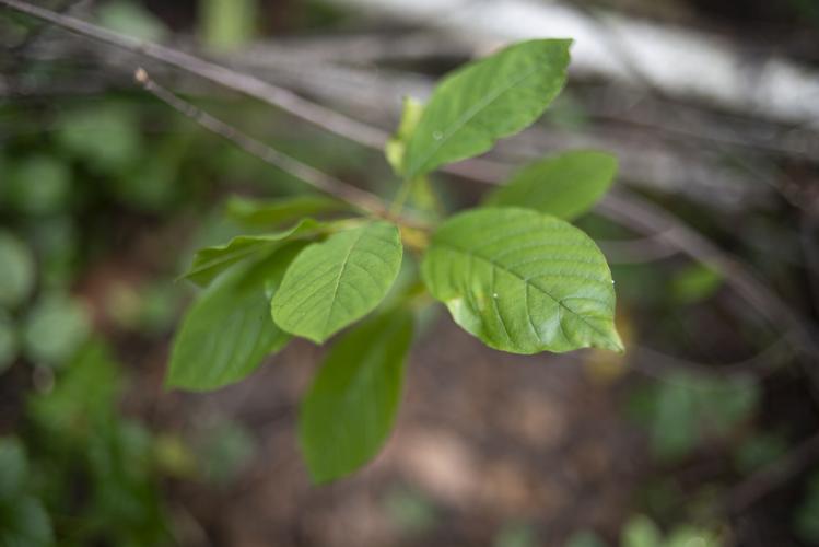 Glossy buckthorn
