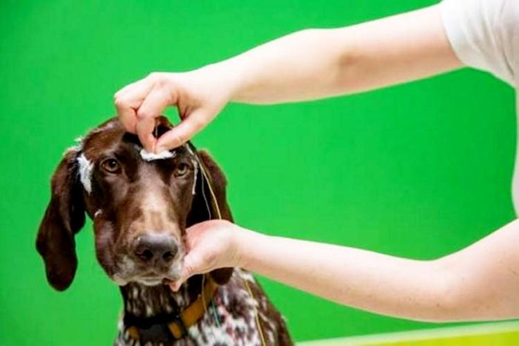Dogs show “human-like” brain activity when they restrain themselves