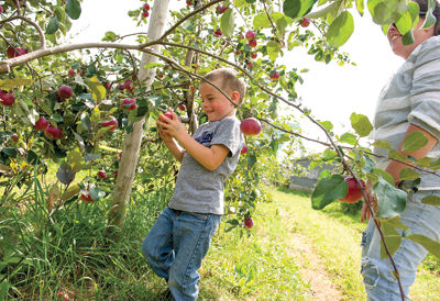 Summer’s bounty ripens