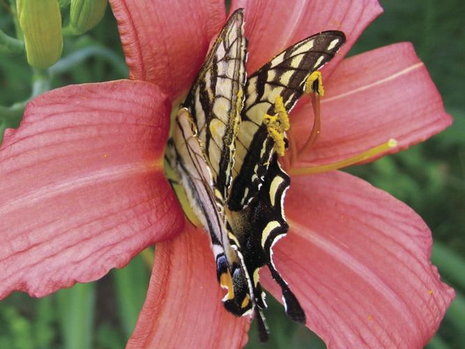 Pollen on wings