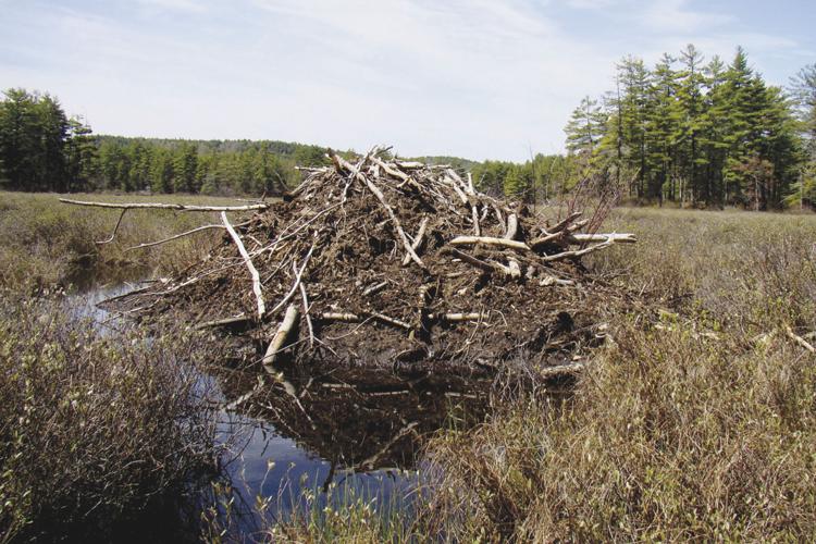 06-05 OUTDOORS Beaver Lodge.jpg