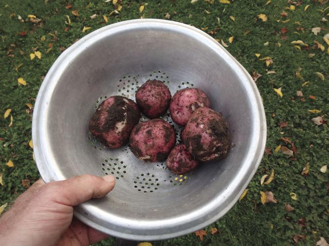 04-11 HOME Fresh potatoes from one plant.jpg
