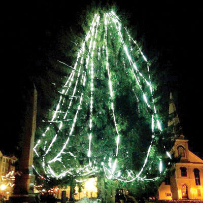 City's annual Christmas tree lighting will feature evergreen of a more manageable size