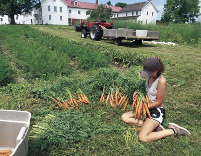 08-17 Canterbury CarrotHarvest
