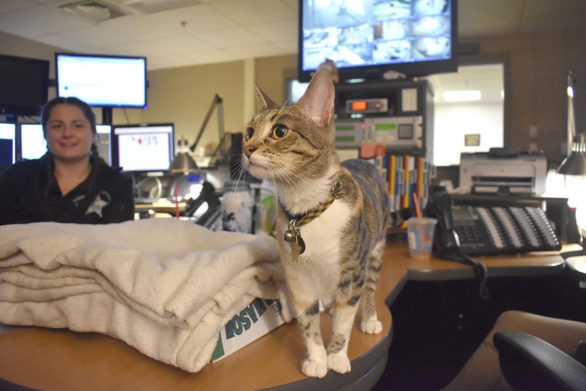 Belknap County Dispatch Cat More Than All Ears Local News
