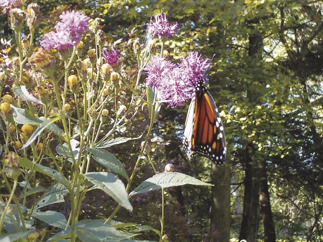 Monarch feeding