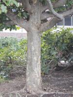 Six new-to-me trees to consider for planting