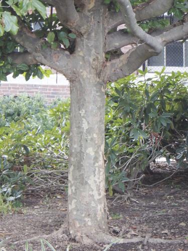 09-21 FALL Persian Ironwood.jpg