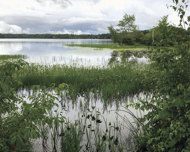 What Plants are Growing in the Lake