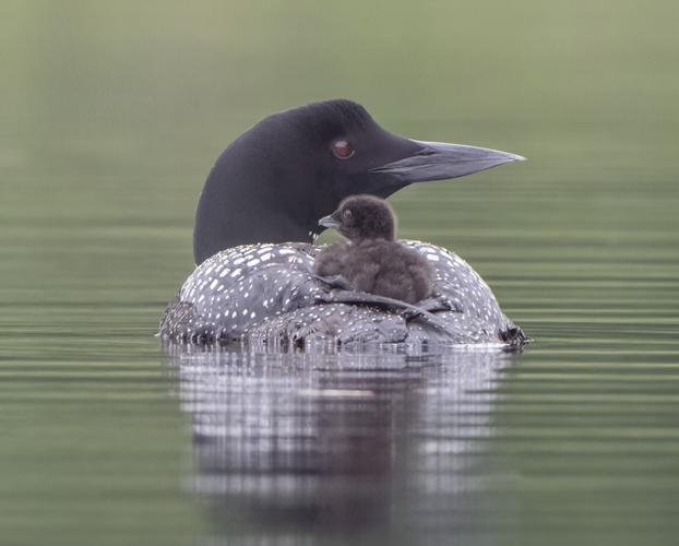 Loon