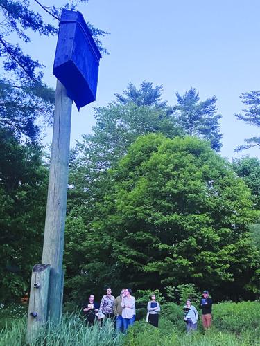 bat count