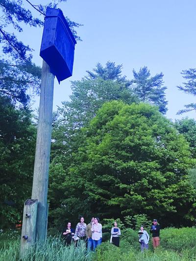 bat count