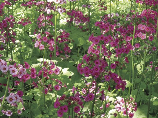 Candelabra primroses