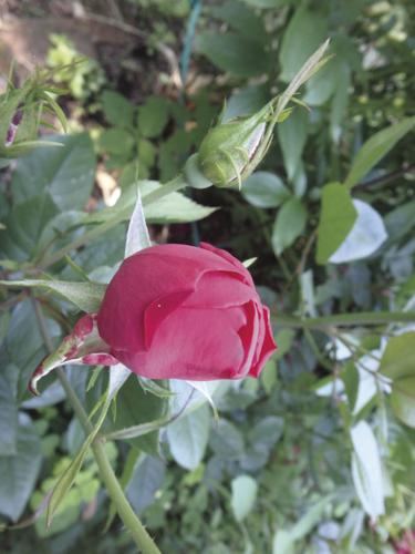 07-04 HOME This Knockout rose blooms all summer.jpg