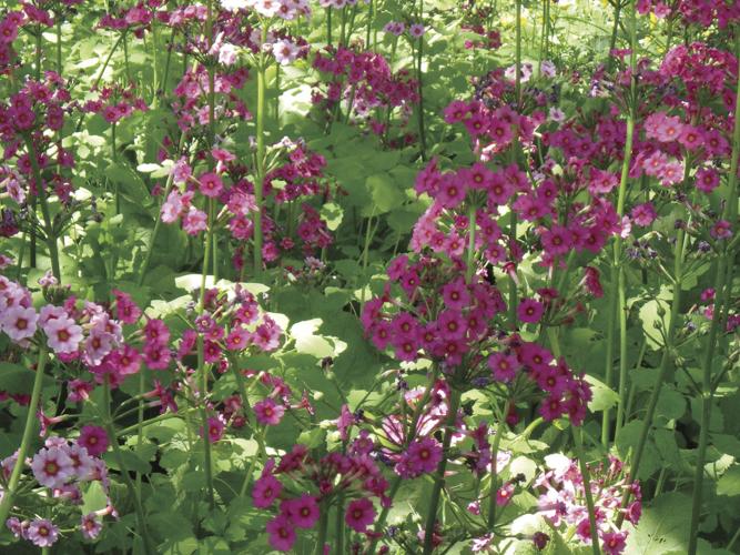 06-12 HOME Moist, rich shady soil is good for Primula japonica.jpg