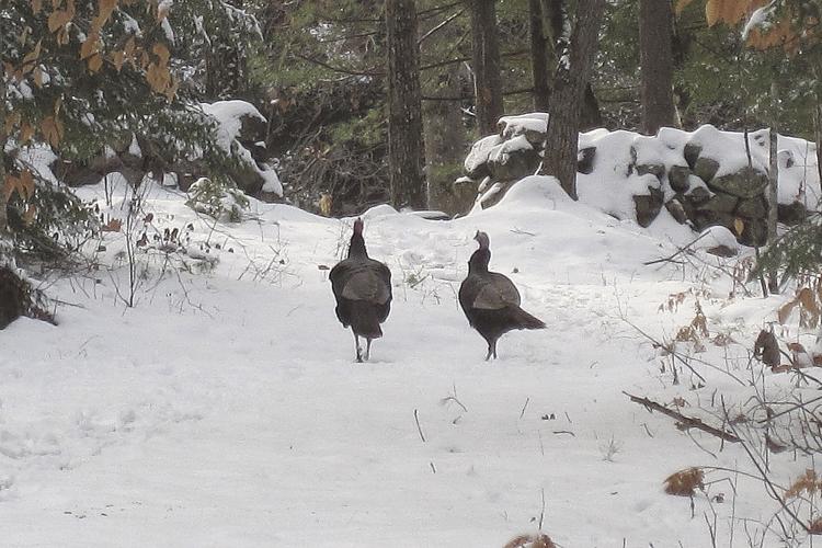 04-03 OUTDOORS 2 turkeyIMG_1039.jpg