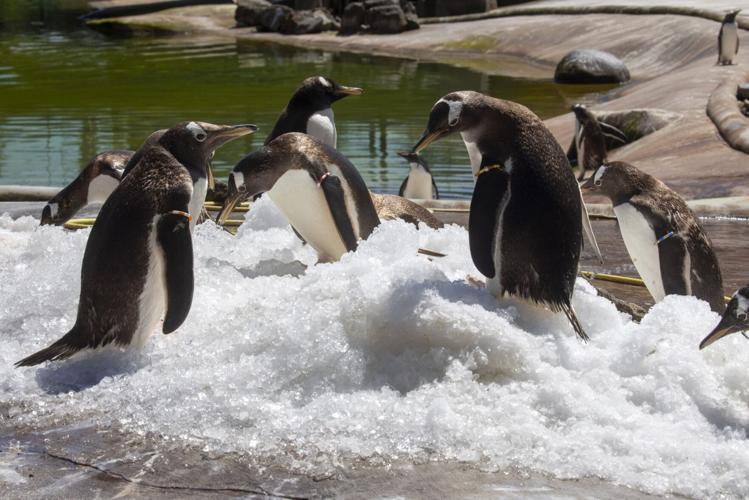 zoo-penguins-pi–1400770