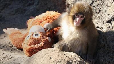 From Punch the monkey to adulthood: Why comfort objects still matter