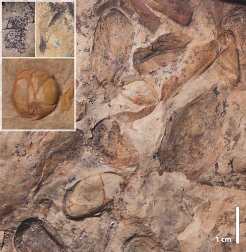 Botanical Pompeii find shows flowering plants flourished before dinosaur extinction
