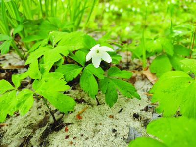 Search for signs of spring at Newfound Nature Station on April 27