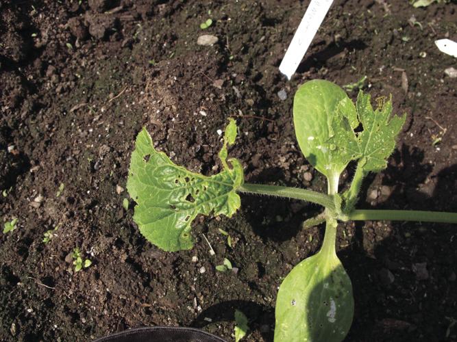 Leaves eaten by striped cucumber beetle