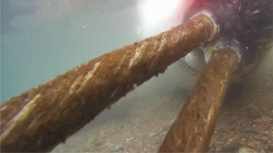 Narwhals caught on camera colliding with deep ocean monitors
