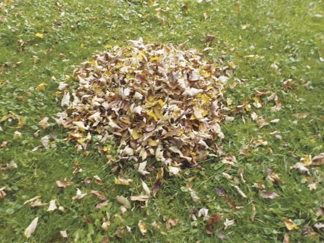 fall leaves
