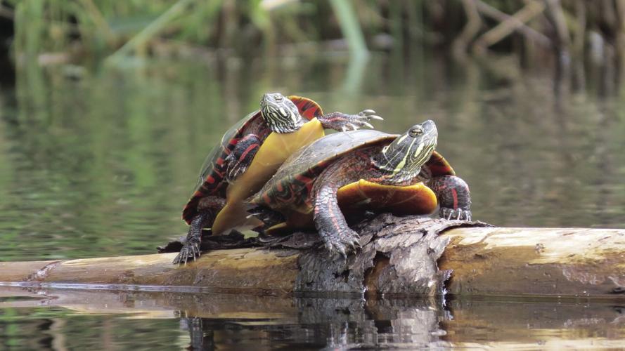 Eastern Painted Turtles