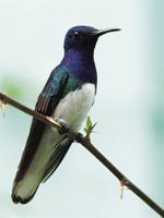 Program on Panama at the Loon Center