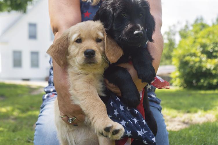 Pair of puppies