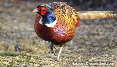 Pheasant-hunting season opens this Sunday in NH